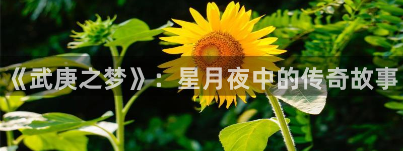 omofun..com：《武庚之梦》：星月夜中的传奇故事